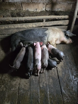 scroafă cu purcei  - imagine 3