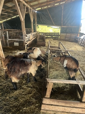 vand capre  - imagine 4