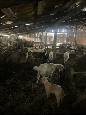 vand capre  - imagine 2