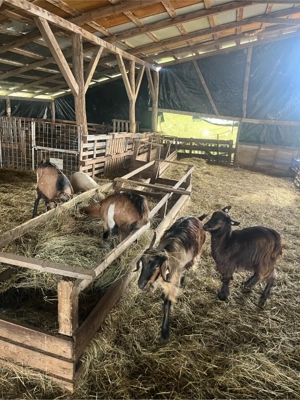 vand capre  - imagine 5