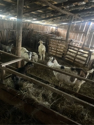 vand capre  - imagine 3