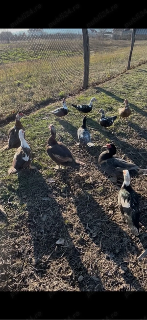 rate lesesti de vanzare  - imagine 4