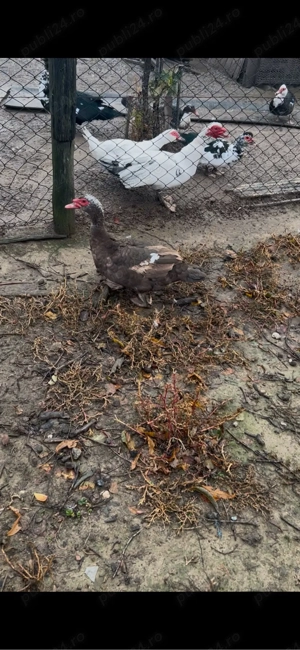 rate lesesti de vanzare  - imagine 2