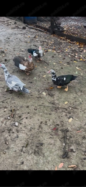 rate lesesti de vanzare  - imagine 3