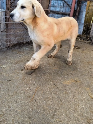 catei ciobanesti de asia centrala  - imagine 3