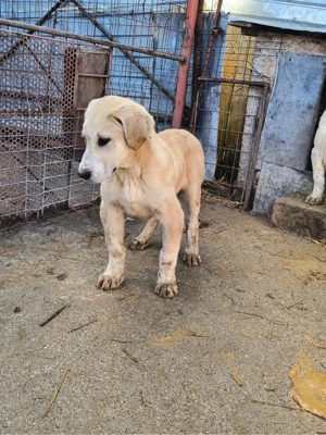 catei ciobanesti de asia centrala  - imagine 4