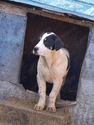 catei ciobanesti de asia centrala  - imagine 2