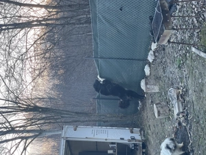 Vând Ciobănesc Romanesc Corb  - imagine 2