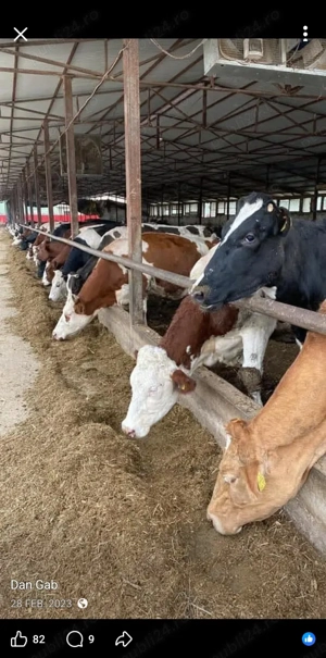 Ingrijitor sau familie pt ingrijire vaci