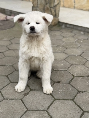 Pui de Akita Inu