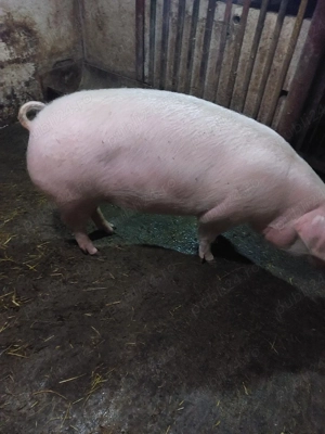 vand scroafa gestanta in o lună jumatate - imagine 2