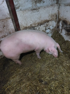 vand scroafa gestanta in o lună jumatate - imagine 3