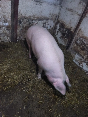 vand scroafa gestanta in o lună jumatate - imagine 4