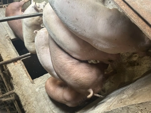 Purcei și porci mari de vânzare 