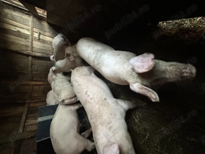 Purcei și porci mari de vânzare  - imagine 2