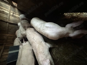 Purcei și porci mari de vânzare  - imagine 3