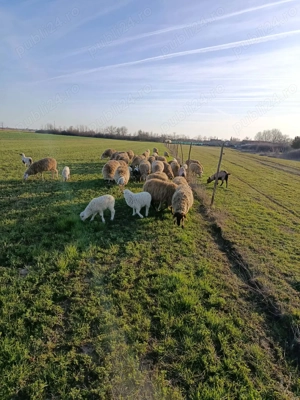 Oi de vanzare    cu tot cu miei                          - imagine 2