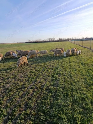 Oi de vanzare    cu tot cu miei                          - imagine 5