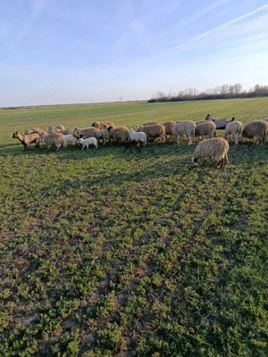 Oi de vanzare    cu tot cu miei                          - imagine 3