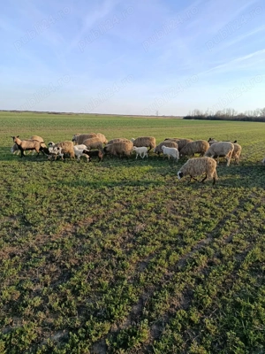 Oi de vanzare    cu tot cu miei                          - imagine 4