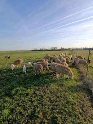 Oi de vanzare    cu tot cu miei                         