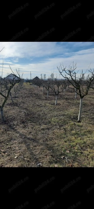 tăieri pomi fructiferi și vița de vie  - imagine 4