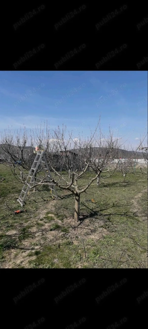 tăieri pomi fructiferi și vița de vie  - imagine 5