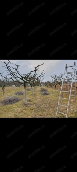 tăieri pomi fructiferi și vița de vie  - imagine 3