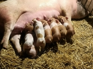 Purcei pentru gospodărie,duroc marele alb  - imagine 3