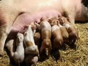 Purcei pentru gospodărie,duroc marele alb  - imagine 2