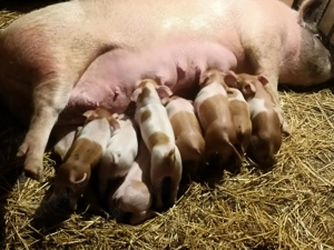 Purcei pentru gospodărie,duroc marele alb  - imagine 4