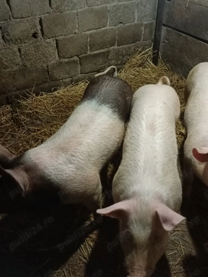 Purcei pentru gospodărie,duroc marele alb  - imagine 5