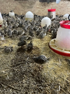 pui de fazan comun si tenebros la varsta de 3 saptamani - imagine 3