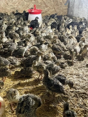 pui de fazan comun si tenebros la 3 saptamani