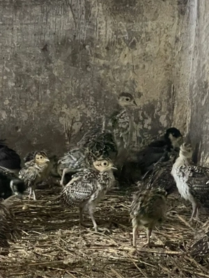 pui de fazan la varsta de 3 sapt rasele comun si tenebros - imagine 2