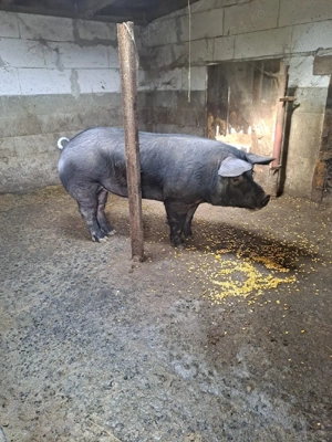 vier berkshire  - imagine 3