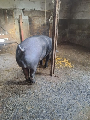 vier berkshire  - imagine 2