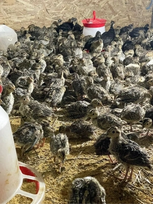 pui de fazani comuni si tenebros la 3 saptamani