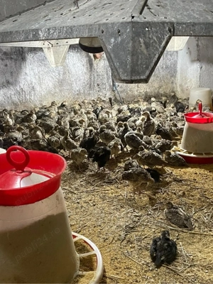 pui de fazani comuni si tenebros la 3 saptamani - imagine 2