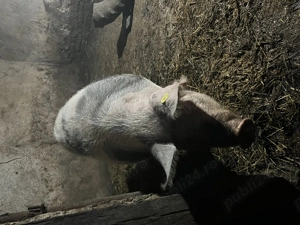 Porc de vânzare  - imagine 3