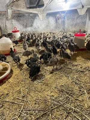 pui de fazani comuni si tenebros la 3 saptamani - imagine 3