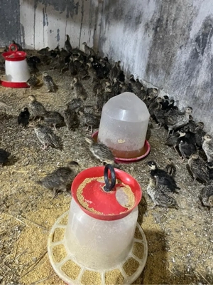 pui de fazan rasa comun si tenebros la 3 sapt - imagine 3