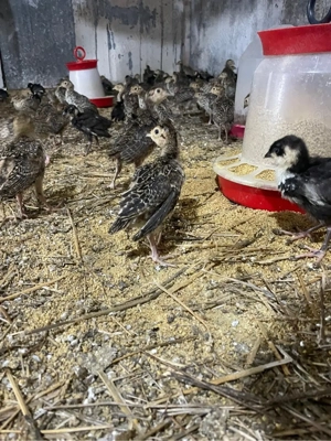 pui de fazan comun si tenebros la 3 sapt - imagine 3