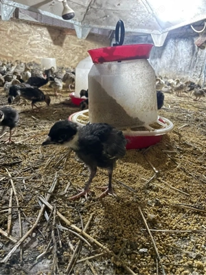 pui de fazan comun si tenebros la 3 sapt - imagine 4