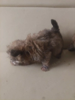       vand bichon  - imagine 4