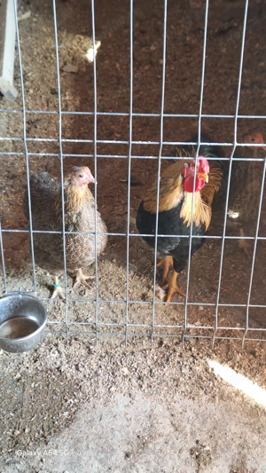  Cocoși și găini,Ouă găini plymouth 