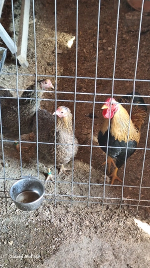  Cocoși și găini,Ouă găini plymouth  - imagine 4
