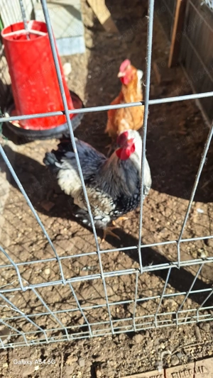  Cocoși și găini,Ouă găini plymouth  - imagine 2