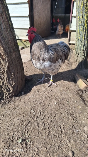  Cocoși și găini,Ouă găini plymouth  - imagine 5