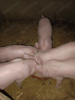 Vând 6.  Purcei au 7 săptămâni. - imagine 2